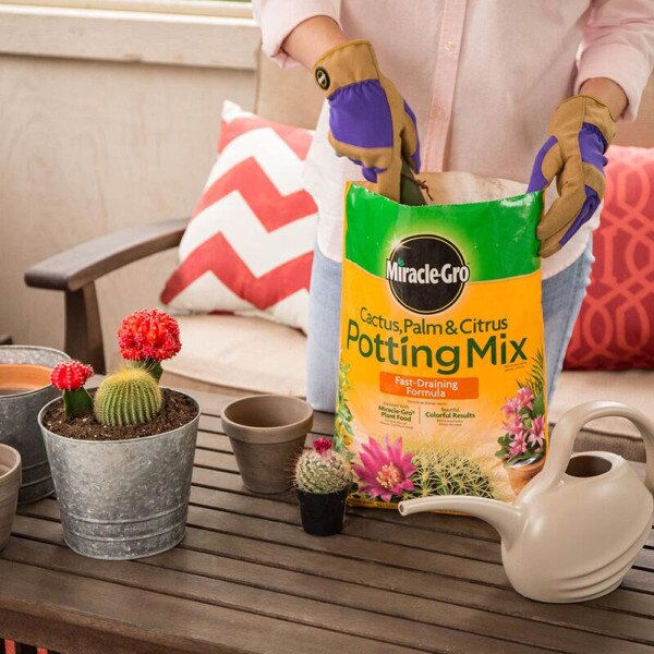 MiracleGro Cactus, Palm & Citrus Potting Mix City Mill